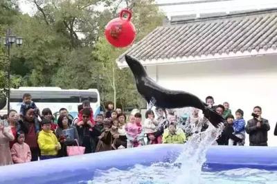 海狮表演出租