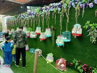 百鸟展览