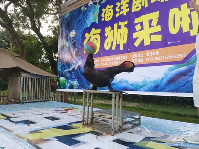 海狮表演